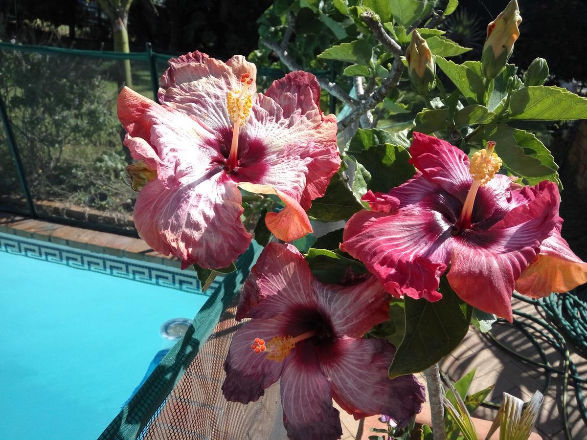 Cape Oasis Guesthouse Bloubergstrand Eksteriør bilde